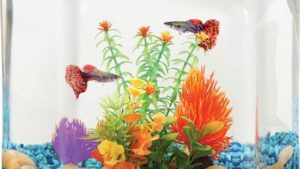 Best Fish Bowls, Guide & Top Picks Best Fish Bowls, Guide & Top Picks