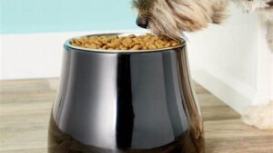 Best Elevated Dog Bowls for Digestion & Health Best Elevated Dog Bowls for Digestion & Health